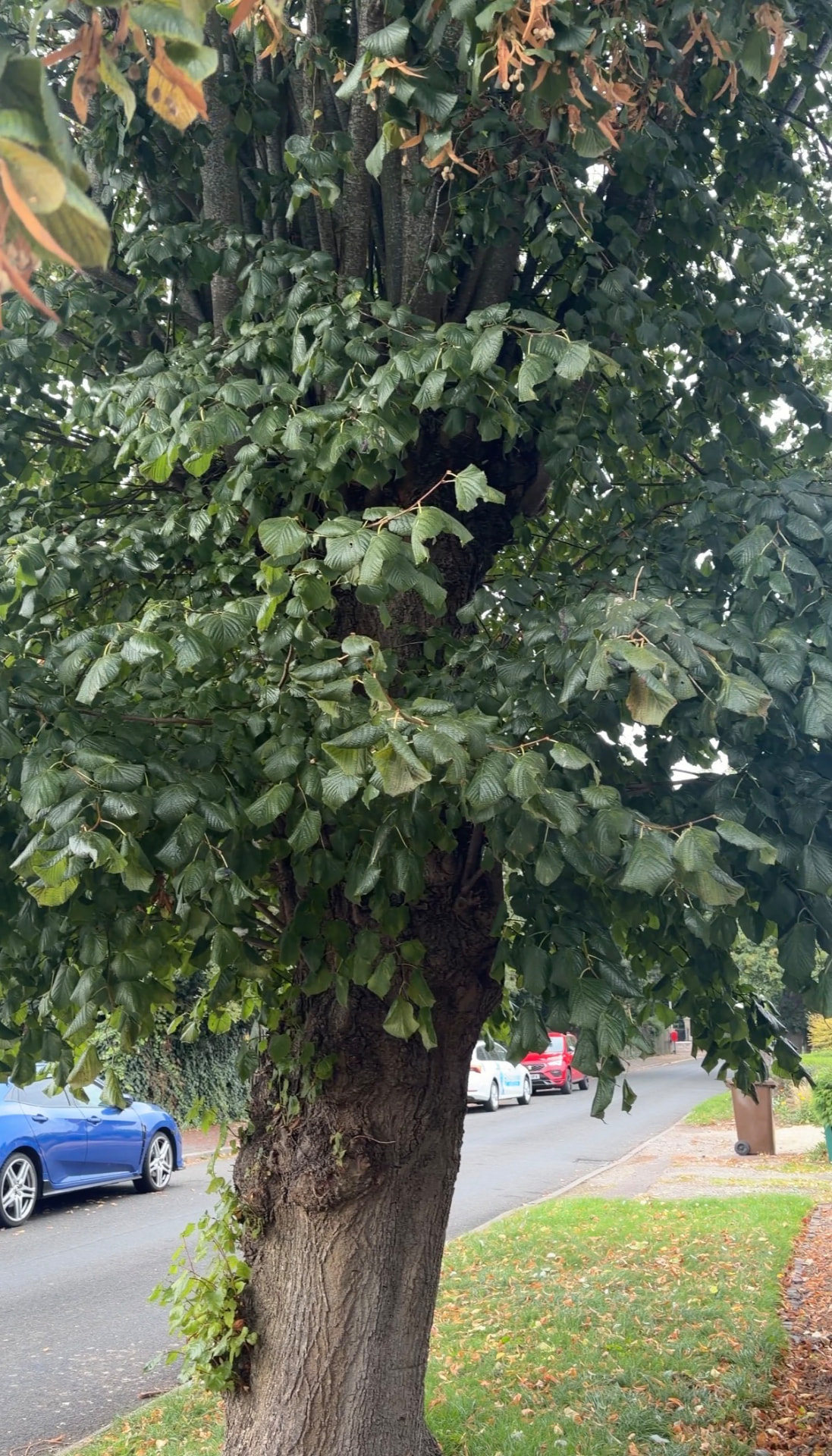 Tree cut back before